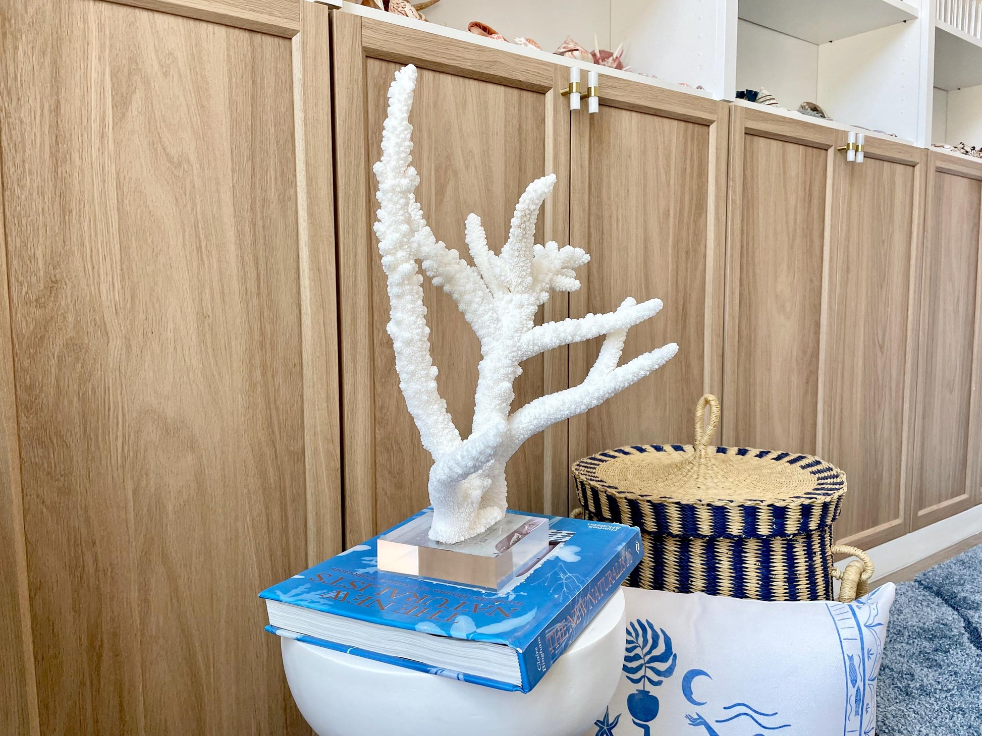 Mounted BRANCH CORAL 14.5" x 12" x 8.5" Fossil Specimen Coastal Display Beach House Décor