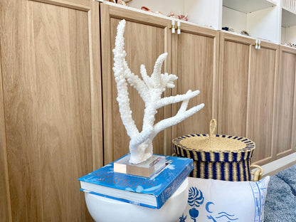 Mounted BRANCH CORAL 14.5" x 12" x 8.5" Fossil Specimen Coastal Display Beach House Décor