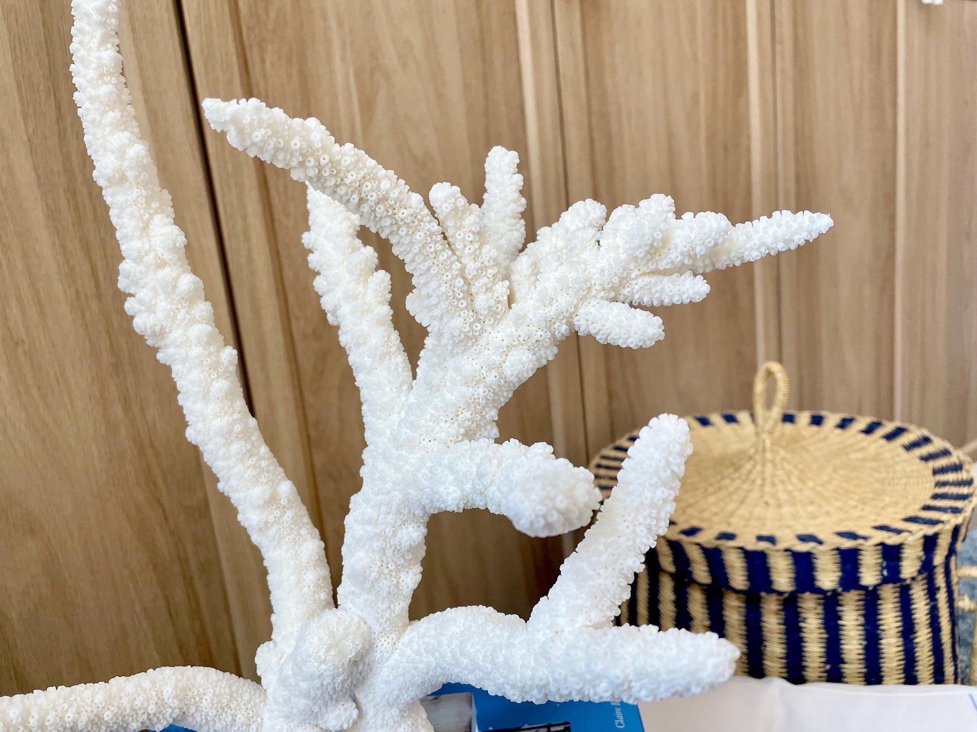 Mounted BRANCH CORAL 14.5" x 12" x 8.5" Fossil Specimen Coastal Display Beach House Décor