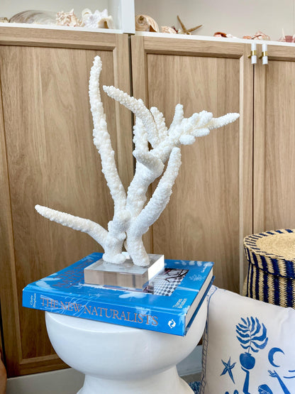 Mounted BRANCH CORAL 14.5" x 12" x 8.5" Fossil Specimen Coastal Display Beach House Décor