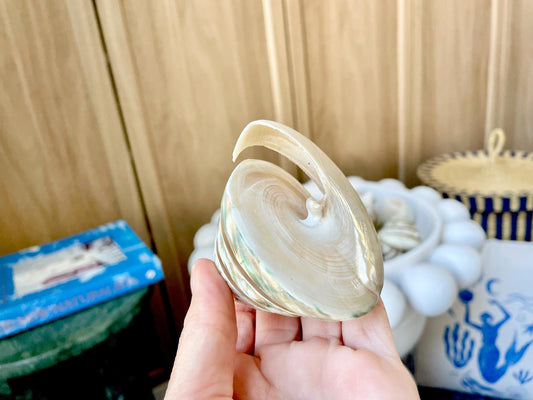 Green Spiral Cut Trochus Seashell: You Choose Size, Natural Shells Décor