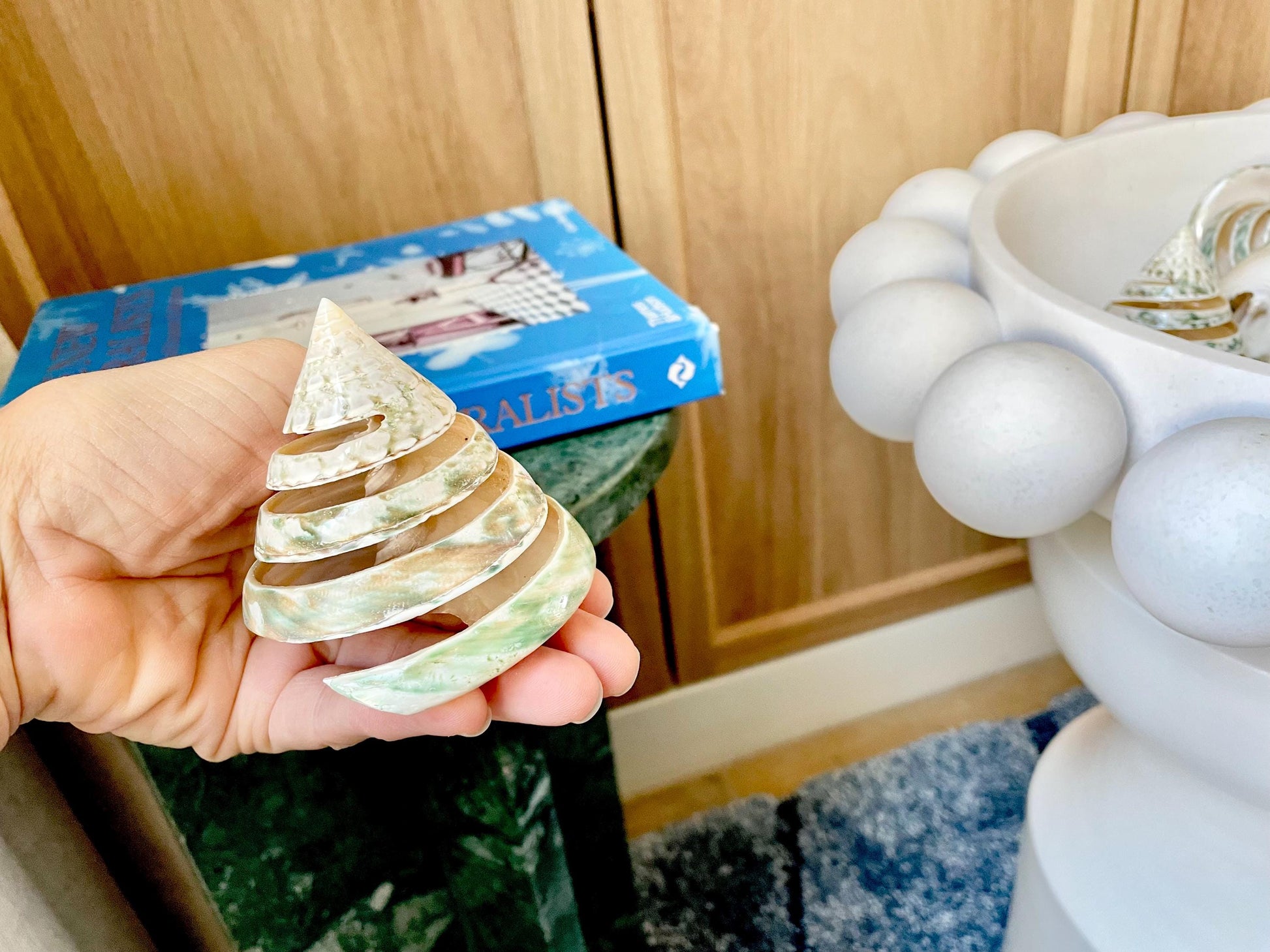 Green Spiral Cut Trochus Seashell: You Choose Size, Natural Shells Décor