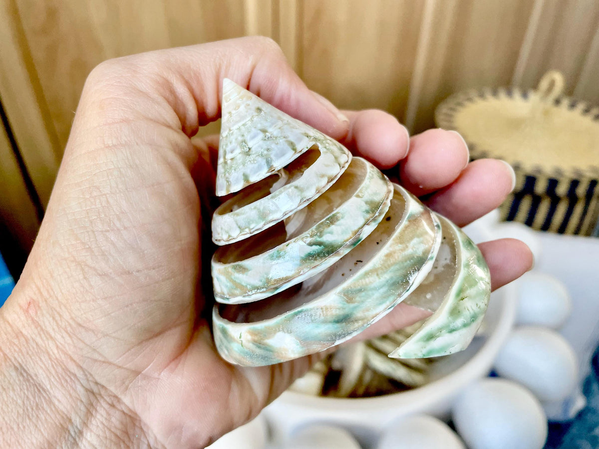 Green Spiral Cut Trochus Seashell: You Choose Size, Natural Shells Décor