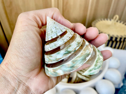 Green Spiral Cut Trochus Seashell: You Choose Size, Natural Shells Décor