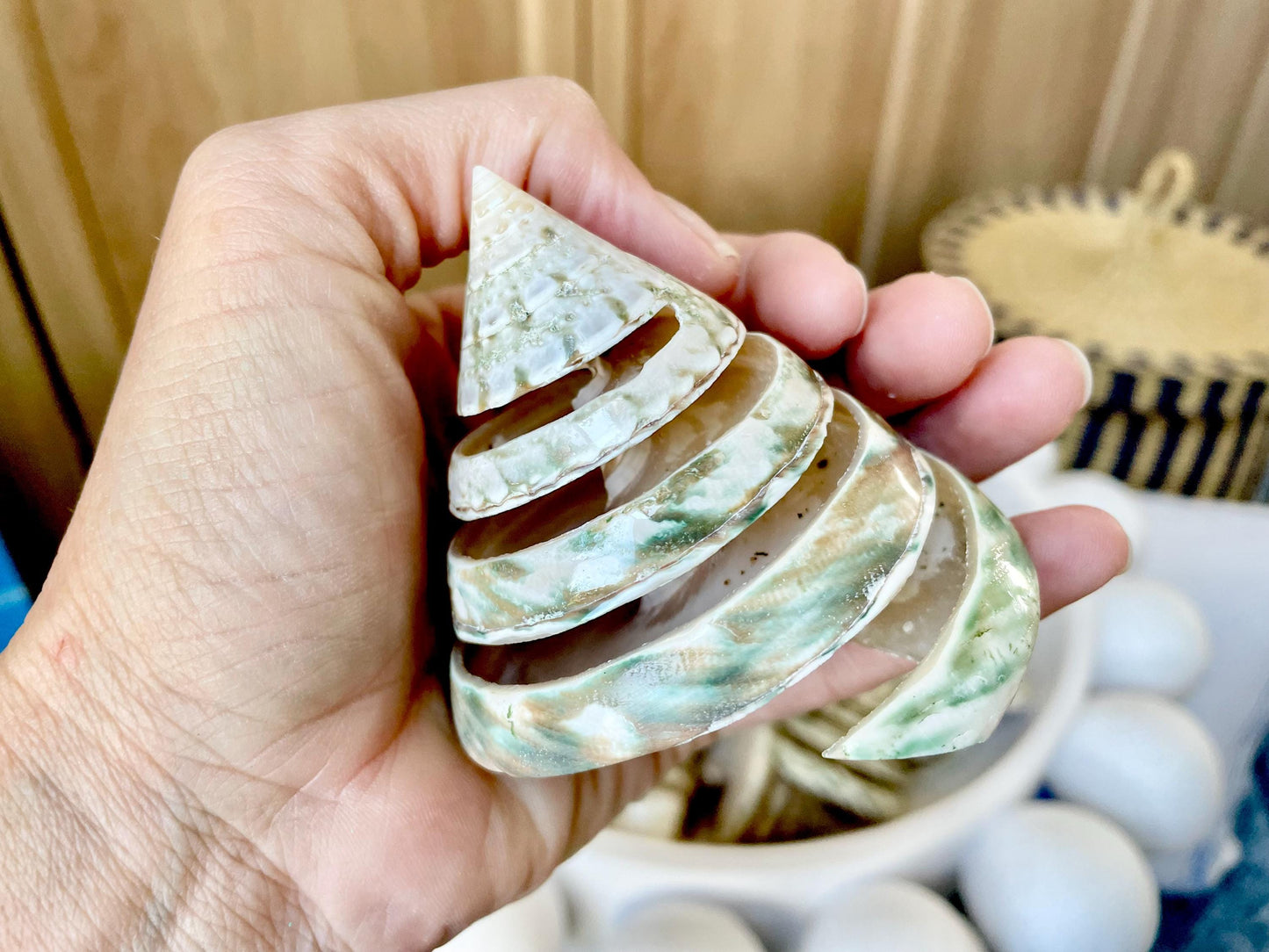 Green Spiral Cut Trochus Seashell: You Choose Size, Natural Shells Décor