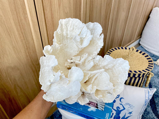 Natural Poca Coral Fossil: 9.5" x 9.5" x 8.5" Coastal Beach House White Décor