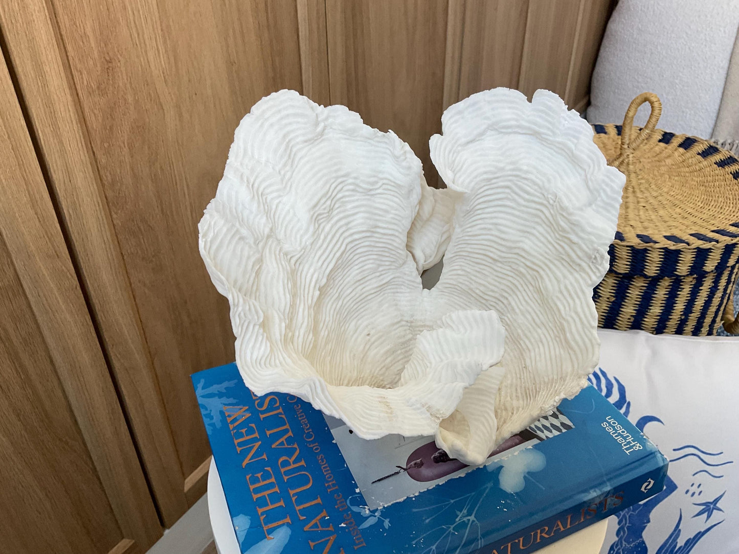 Cup Rugosa Coral Fossil Specimen: 9” x 8.5” x 8.5” Coastal Beach House Décor