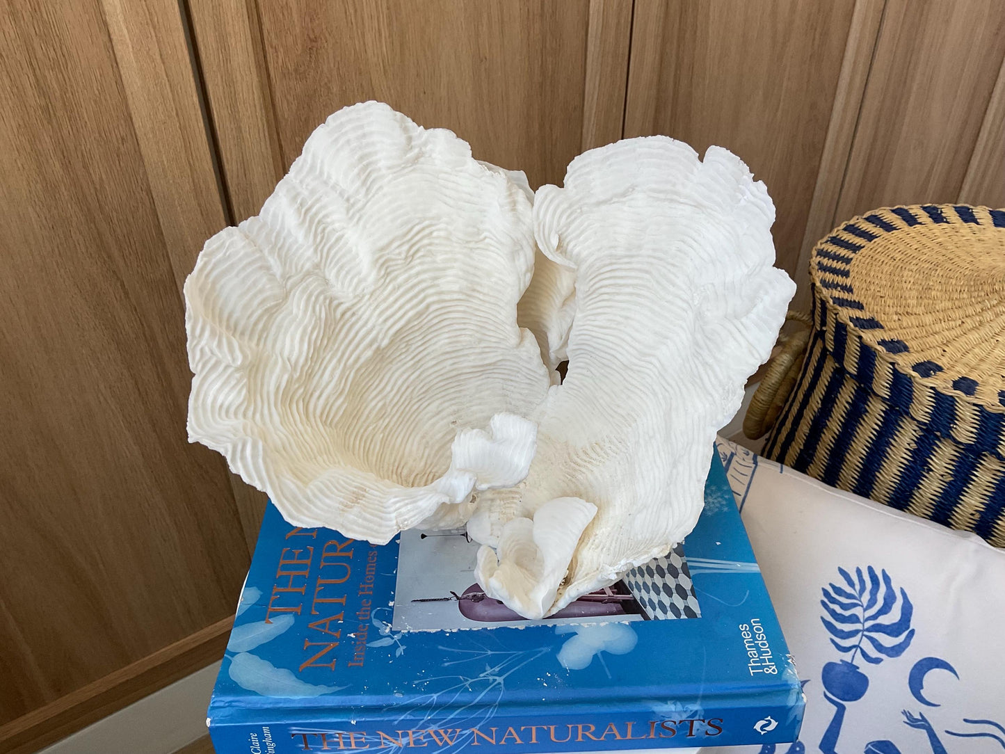 Cup Rugosa Coral Fossil Specimen: 9” x 8.5” x 8.5” Coastal Beach House Décor