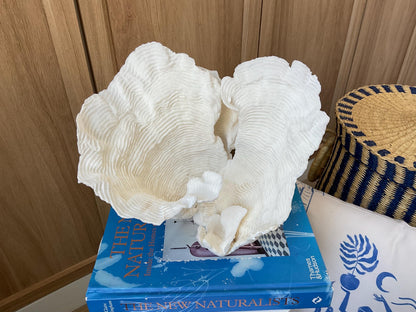 Cup Rugosa Coral Fossil Specimen: 9” x 8.5” x 8.5” Coastal Beach House Décor