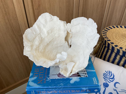 Cup Rugosa Coral Fossil Specimen: 9” x 8.5” x 8.5” Coastal Beach House Décor