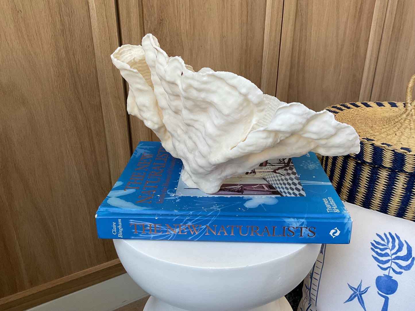 Cup Rugosa Coral Fossil Specimen: 10.5” x 7” x 8” Coastal Beach House Décor