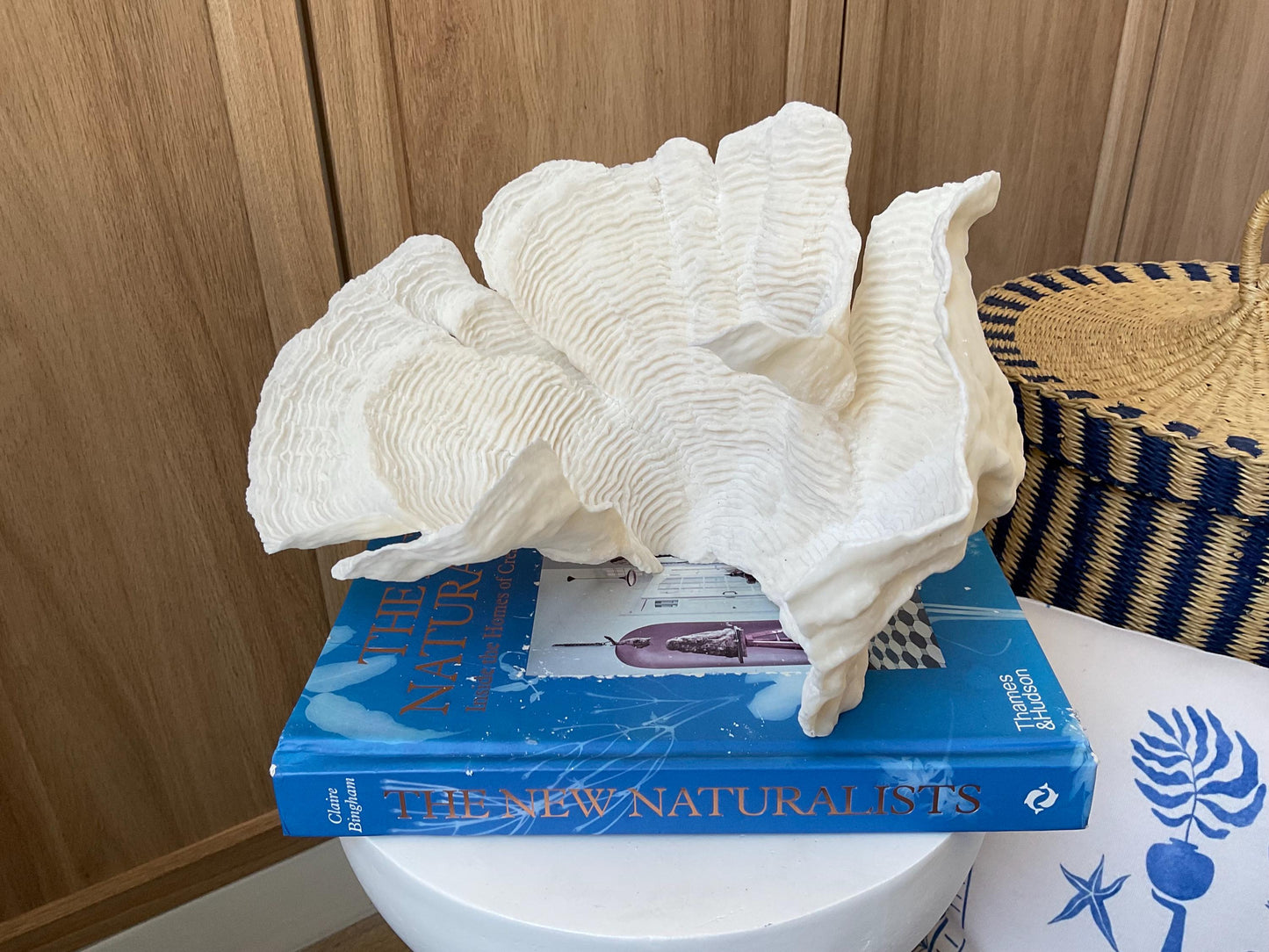 Cup Rugosa Coral Fossil Specimen: 10.5” x 7” x 8” Coastal Beach House Décor