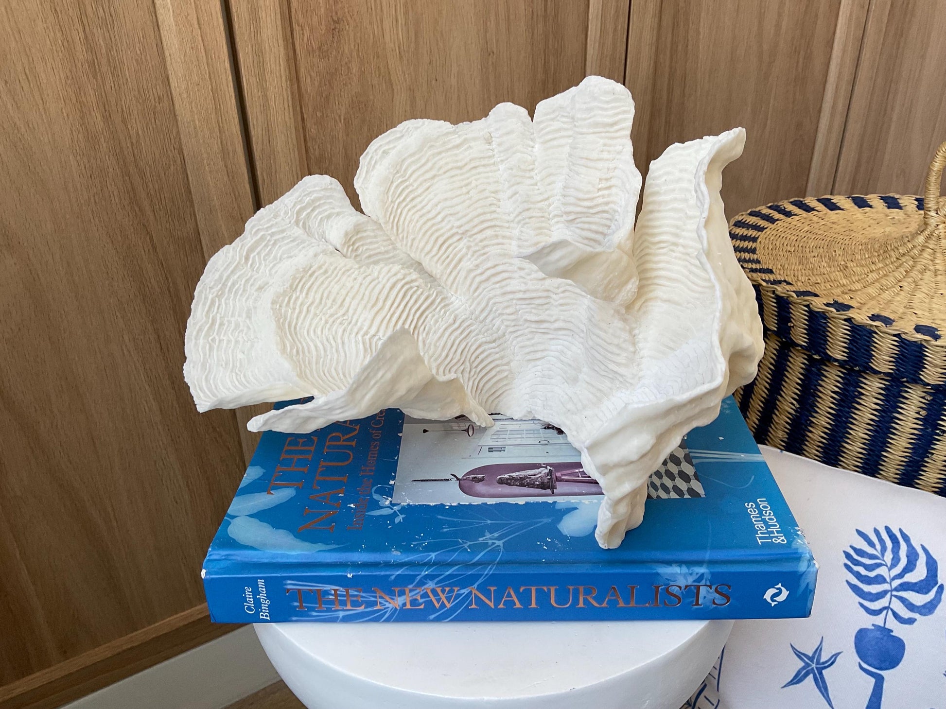 Cup Rugosa Coral Fossil Specimen: 10.5” x 7” x 8” Coastal Beach House Décor
