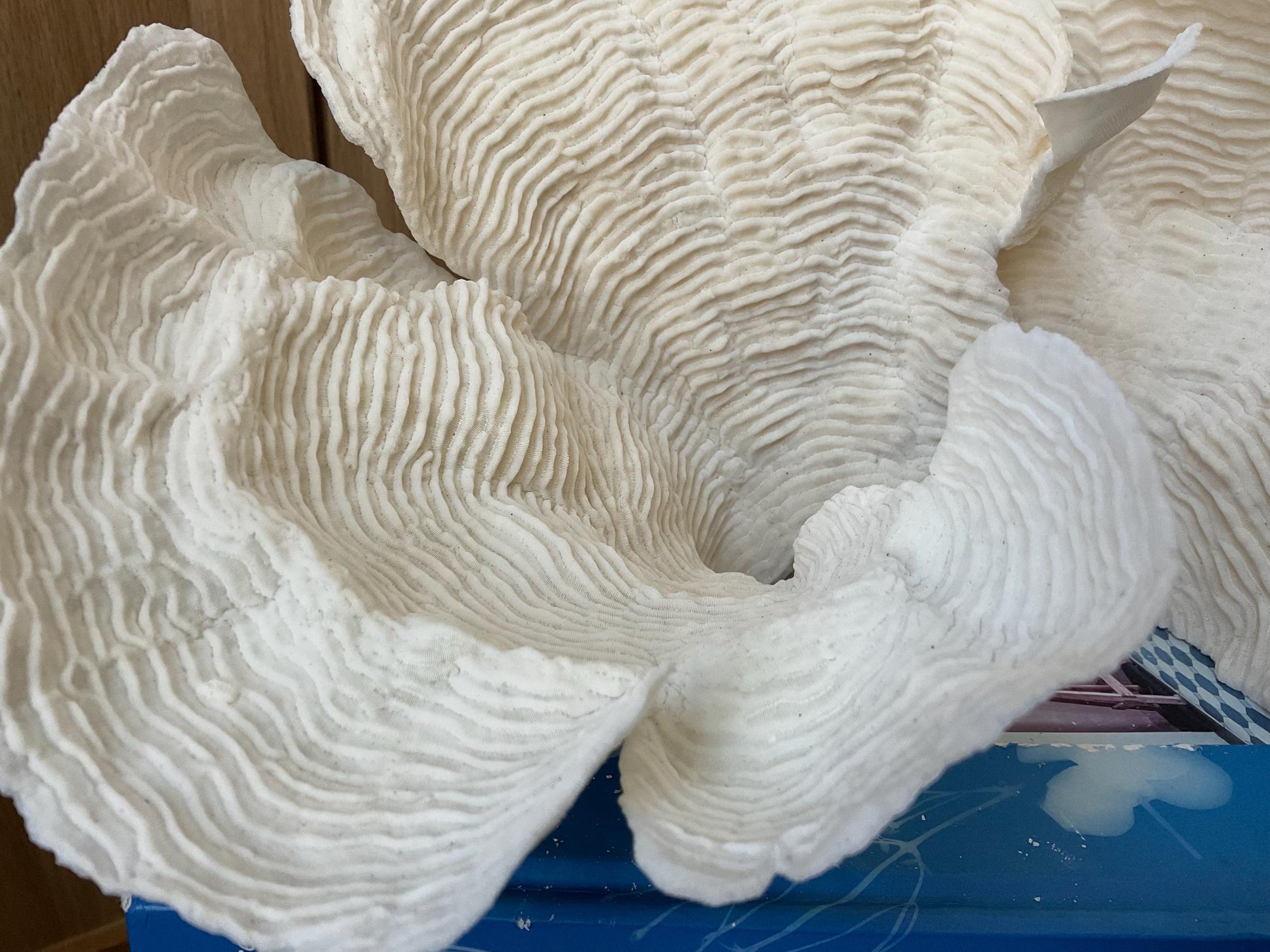 Cup Rugosa Coral Fossil Specimen: 10.5” x 7” x 8” Coastal Beach House Décor