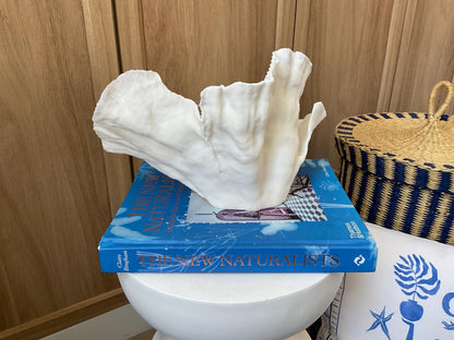 Cup Rugosa Coral Fossil Specimen: 11” x 6” x 7” Coastal Beach House Décor