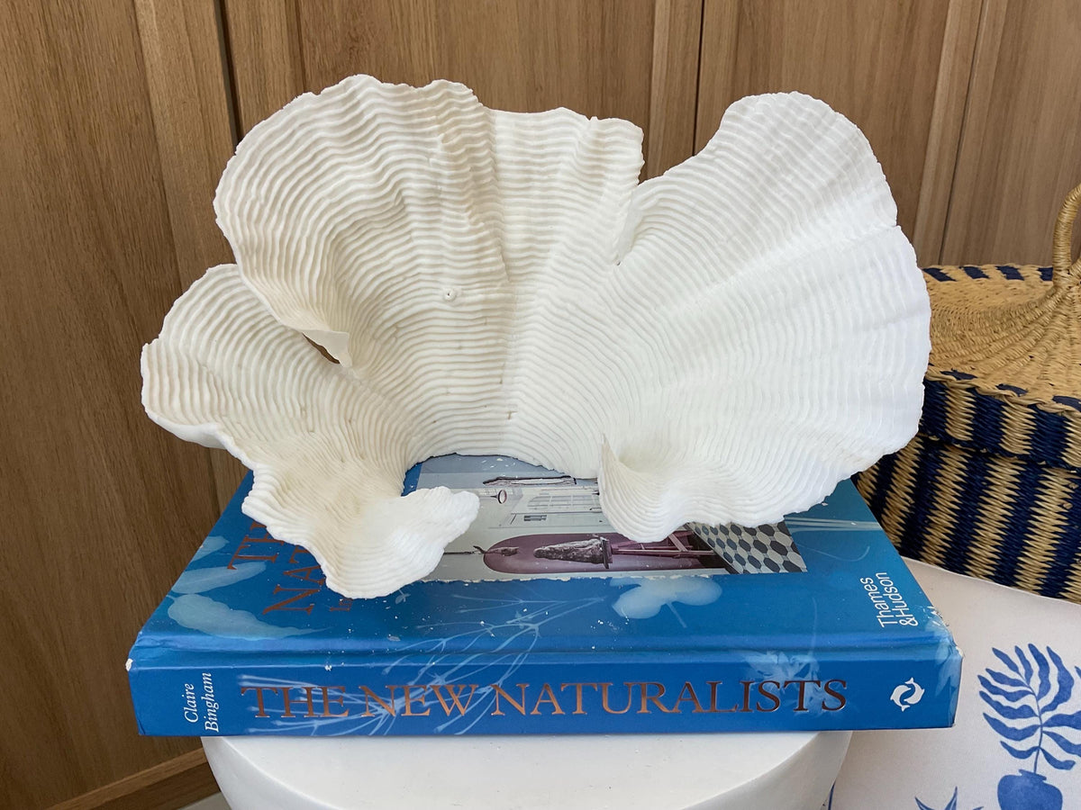 Cup Rugosa Coral Fossil Specimen: 11” x 6” x 7” Coastal Beach House Décor