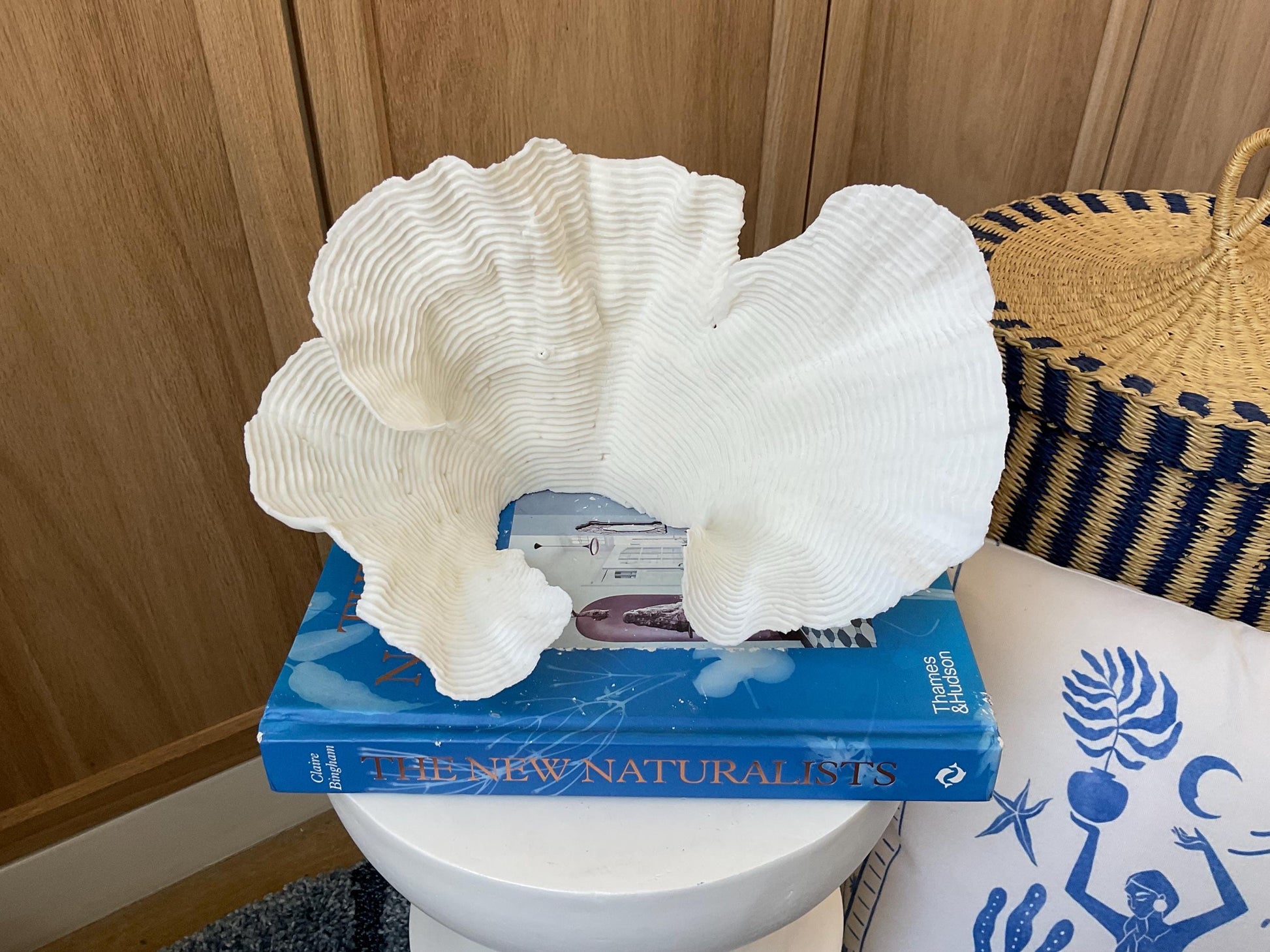 Cup Rugosa Coral Fossil Specimen: 11” x 6” x 7” Coastal Beach House Décor