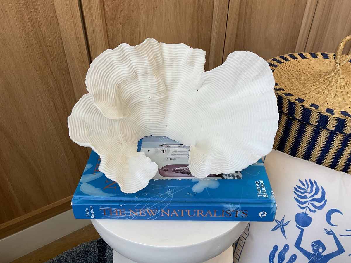 Cup Rugosa Coral Fossil Specimen: 11” x 6” x 7” Coastal Beach House Décor
