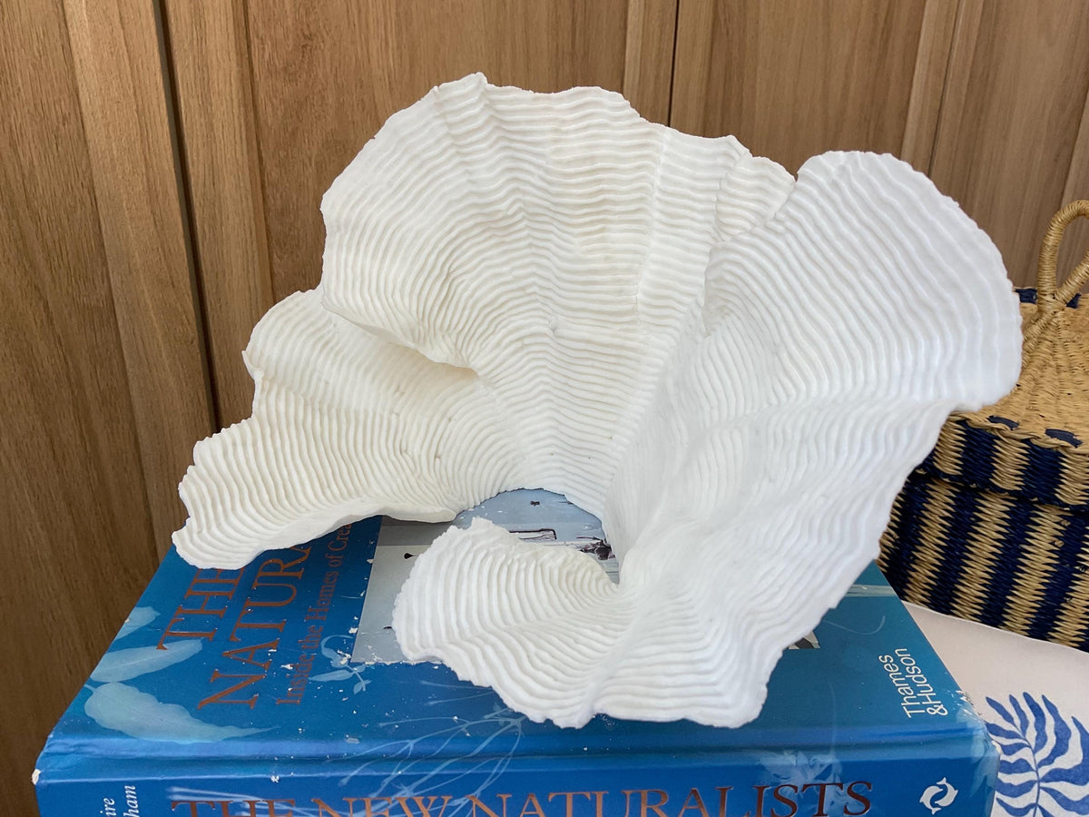 Cup Rugosa Coral Fossil Specimen: 11” x 6” x 7” Coastal Beach House Décor