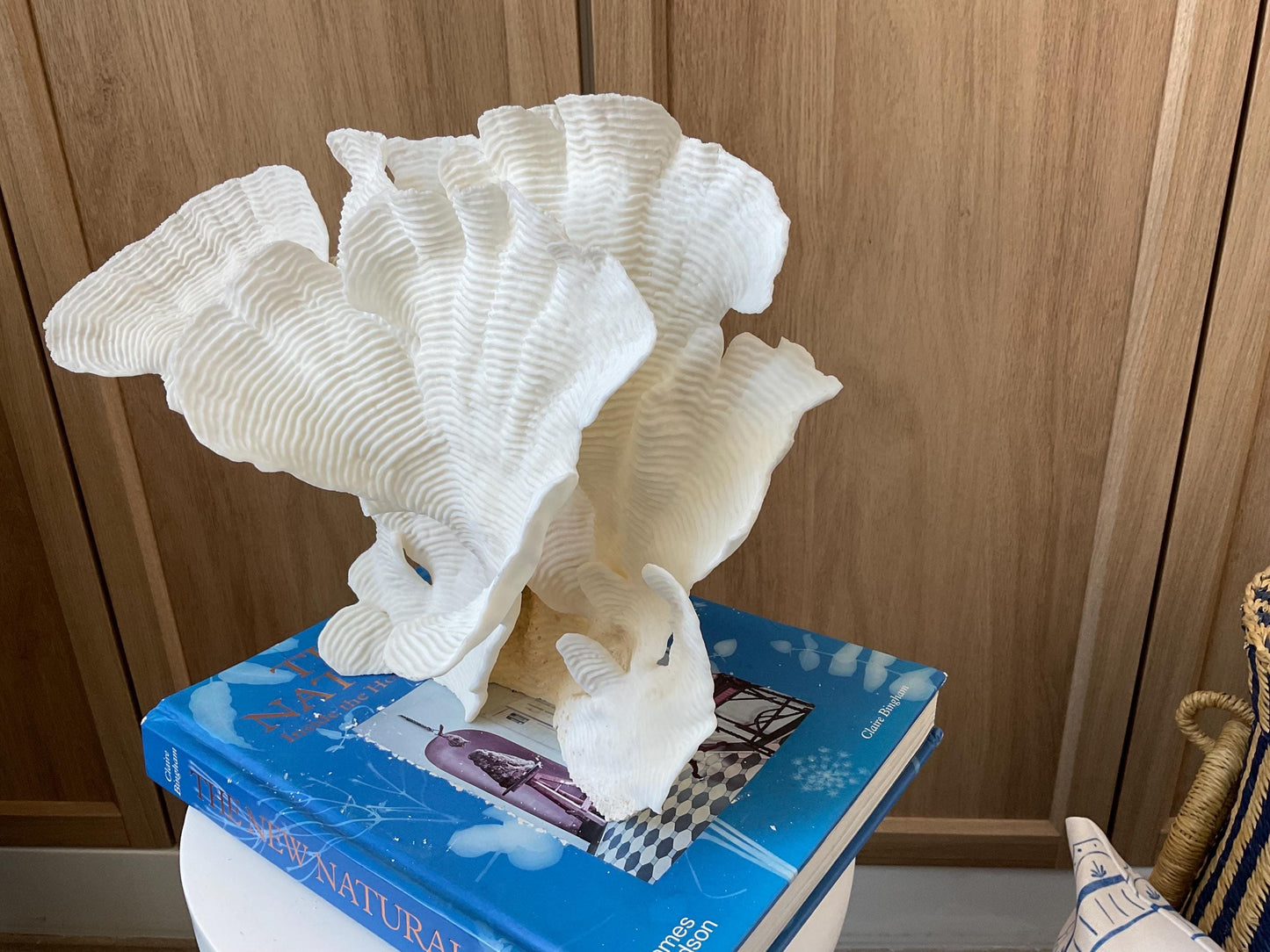Cup Rugosa Coral Fossil Specimen: 12.5” x 9” x 6” Coastal Beach House Décor