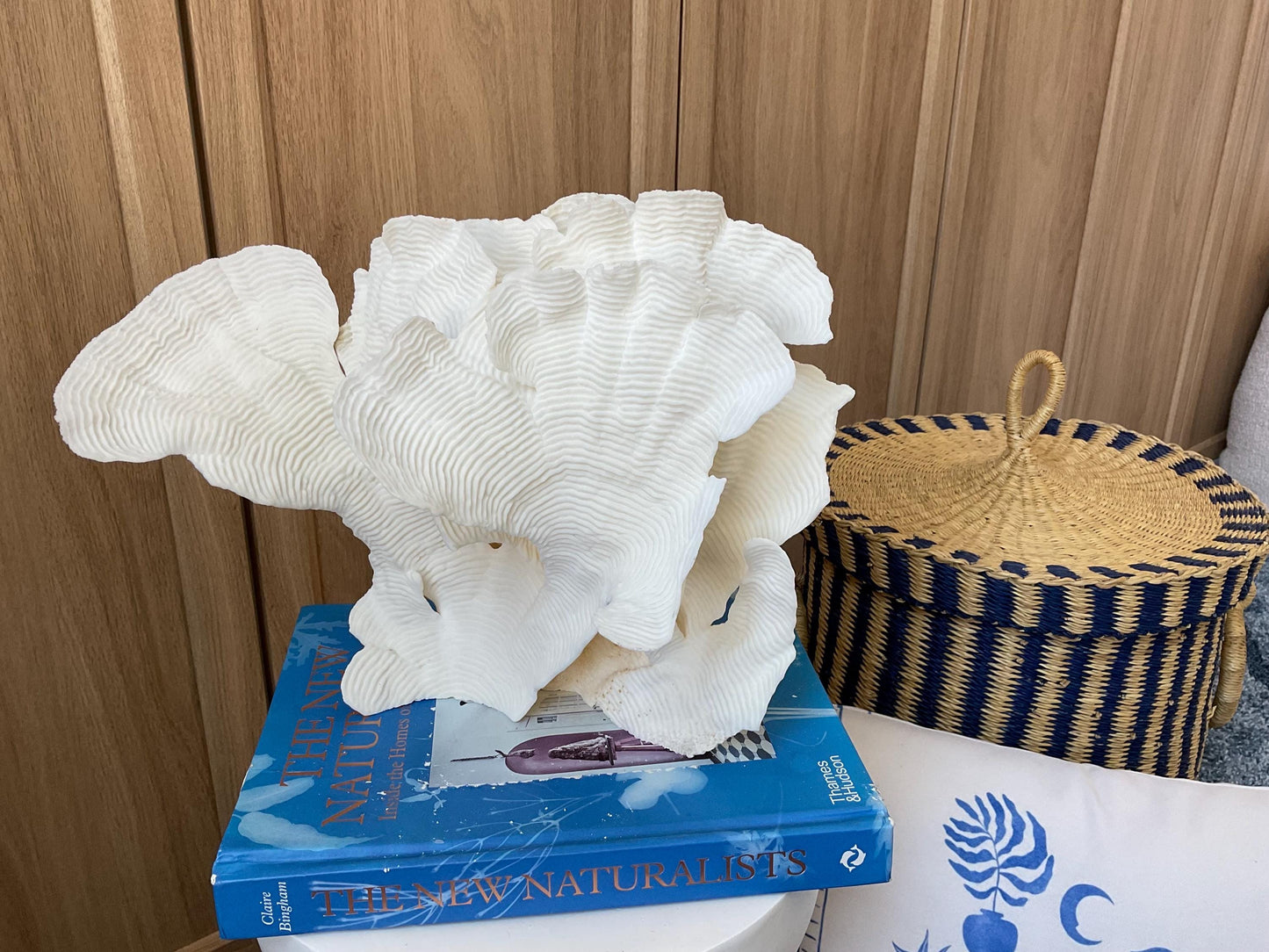 Cup Rugosa Coral Fossil Specimen: 12.5” x 9” x 6” Coastal Beach House Décor