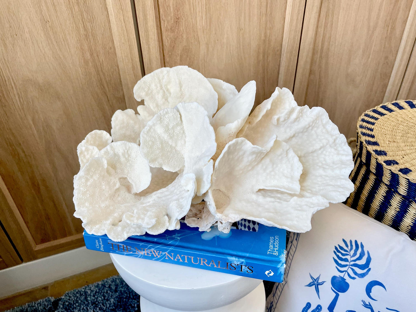 Natural Spiral Cup Coral Fossil: 14" x 11" x 7" Coastal Beach House White Décor