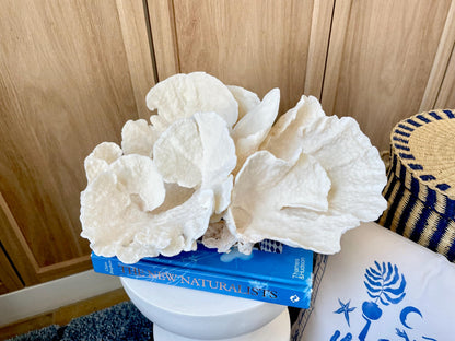 Natural Spiral Cup Coral Fossil: 14" x 11" x 7" Coastal Beach House White Décor