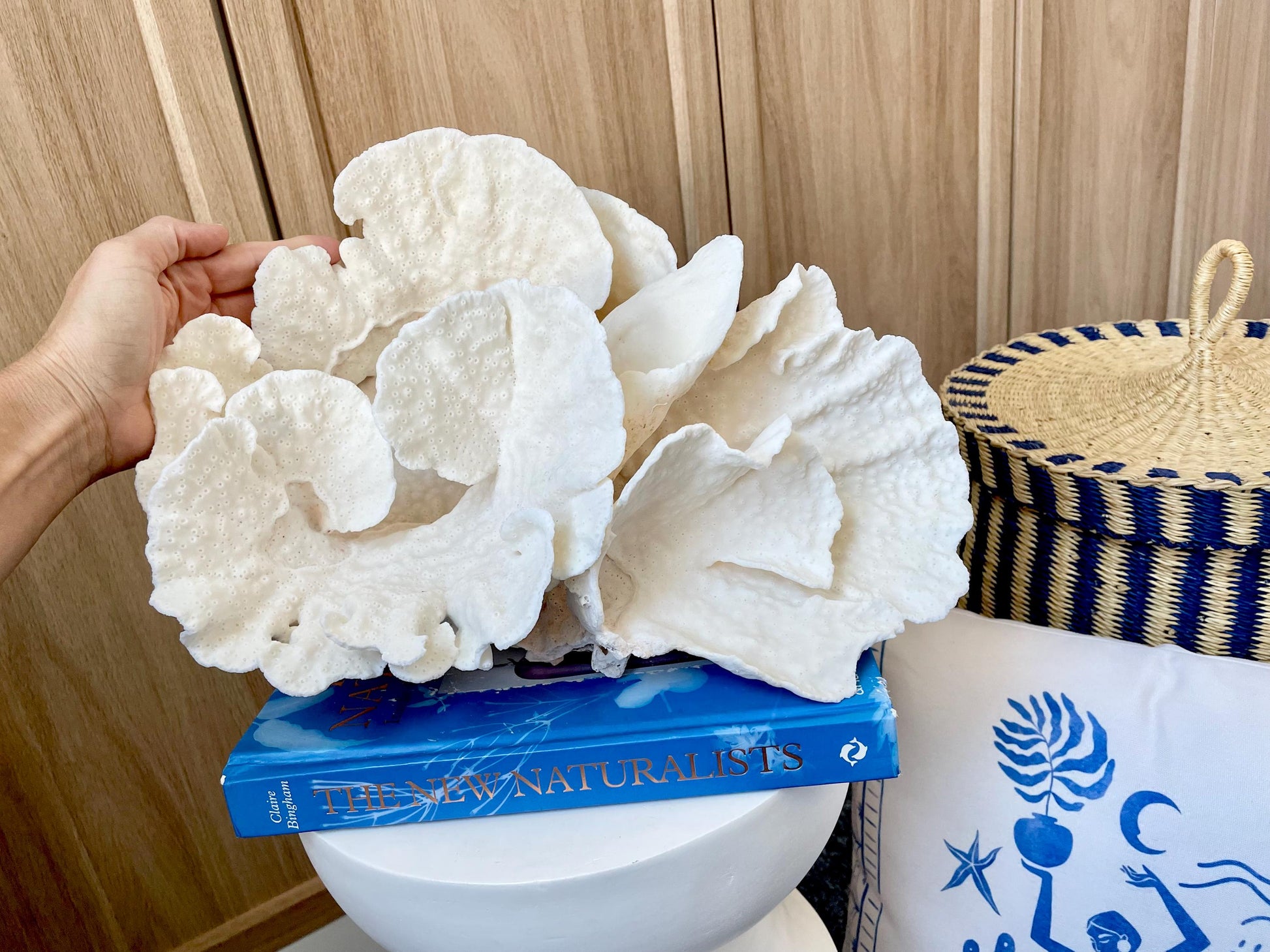 Natural Spiral Cup Coral Fossil: 14" x 11" x 7" Coastal Beach House White Décor