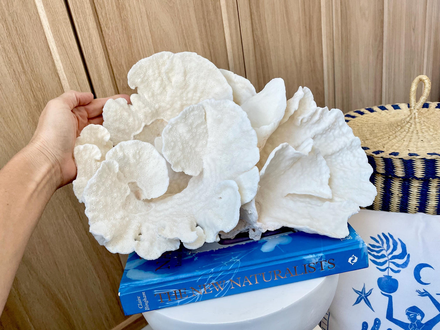 Natural Spiral Cup Coral Fossil: 14" x 11" x 7" Coastal Beach House White Décor