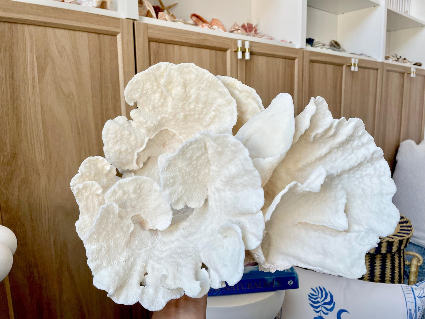 Natural Spiral Cup Coral Fossil: 14" x 11" x 7" Coastal Beach House White Décor