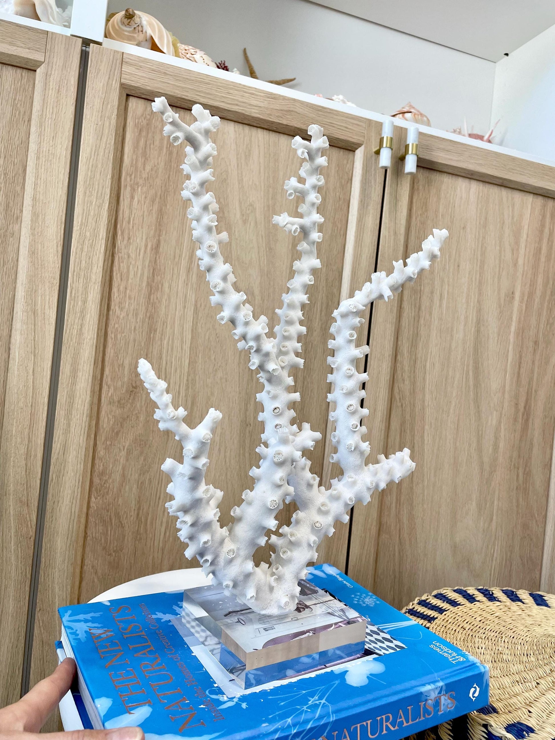 Mounted Octopus Coral Natural Fossil: 15"x10.5"x4" Coastal Beach Home Décor