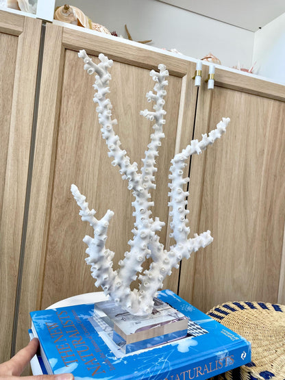 Mounted Octopus Coral Natural Fossil: 15"x10.5"x4" Coastal Beach Home Décor