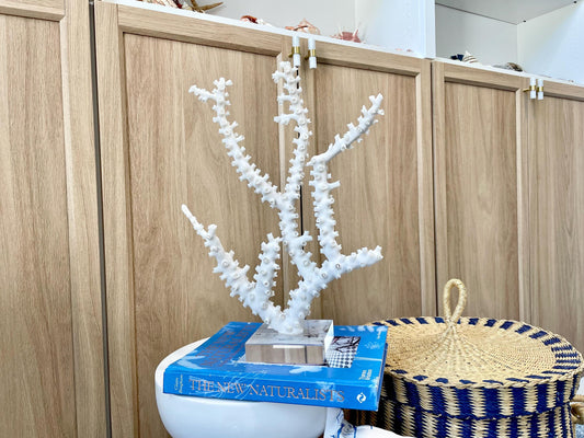 Mounted Octopus Coral Natural Fossil: 15"x10.5"x4" Coastal Beach Home Décor