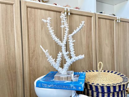 Mounted Octopus Coral Natural Fossil: 15"x10.5"x4" Coastal Beach Home Décor
