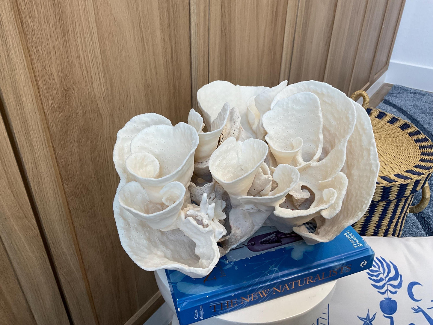 Natural Spiral Cup Coral Fossil: Coastal Beach House White Decor (14" x 11" x 8")