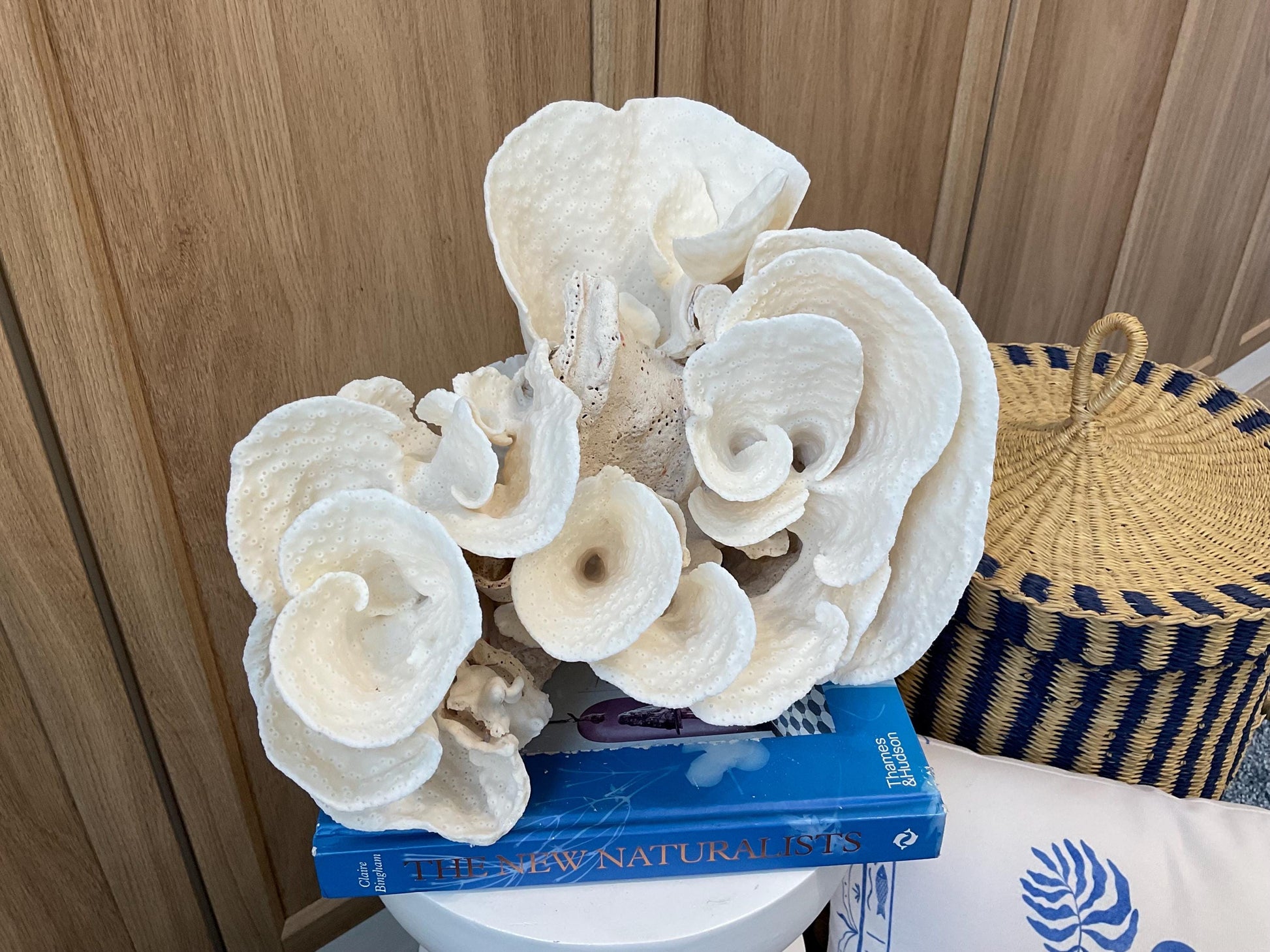 Natural Spiral Cup Coral Fossil: Coastal Beach House White Decor (14" x 11" x 8")