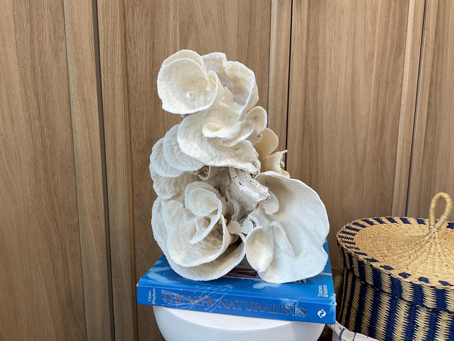 Natural Spiral Cup Coral Fossil: Coastal Beach House White Decor (14" x 11" x 8")