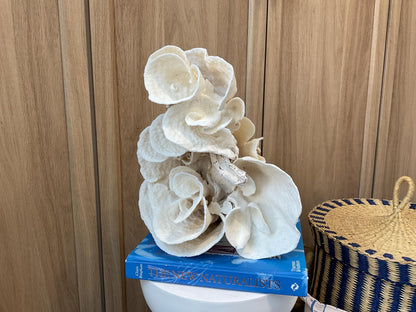 Natural Spiral Cup Coral Fossil: Coastal Beach House White Decor (14" x 11" x 8")