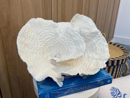 Natural Spiral Cup Coral Fossil: Coastal Beach House White Decor (13.5" x 10.5" x 6.5")