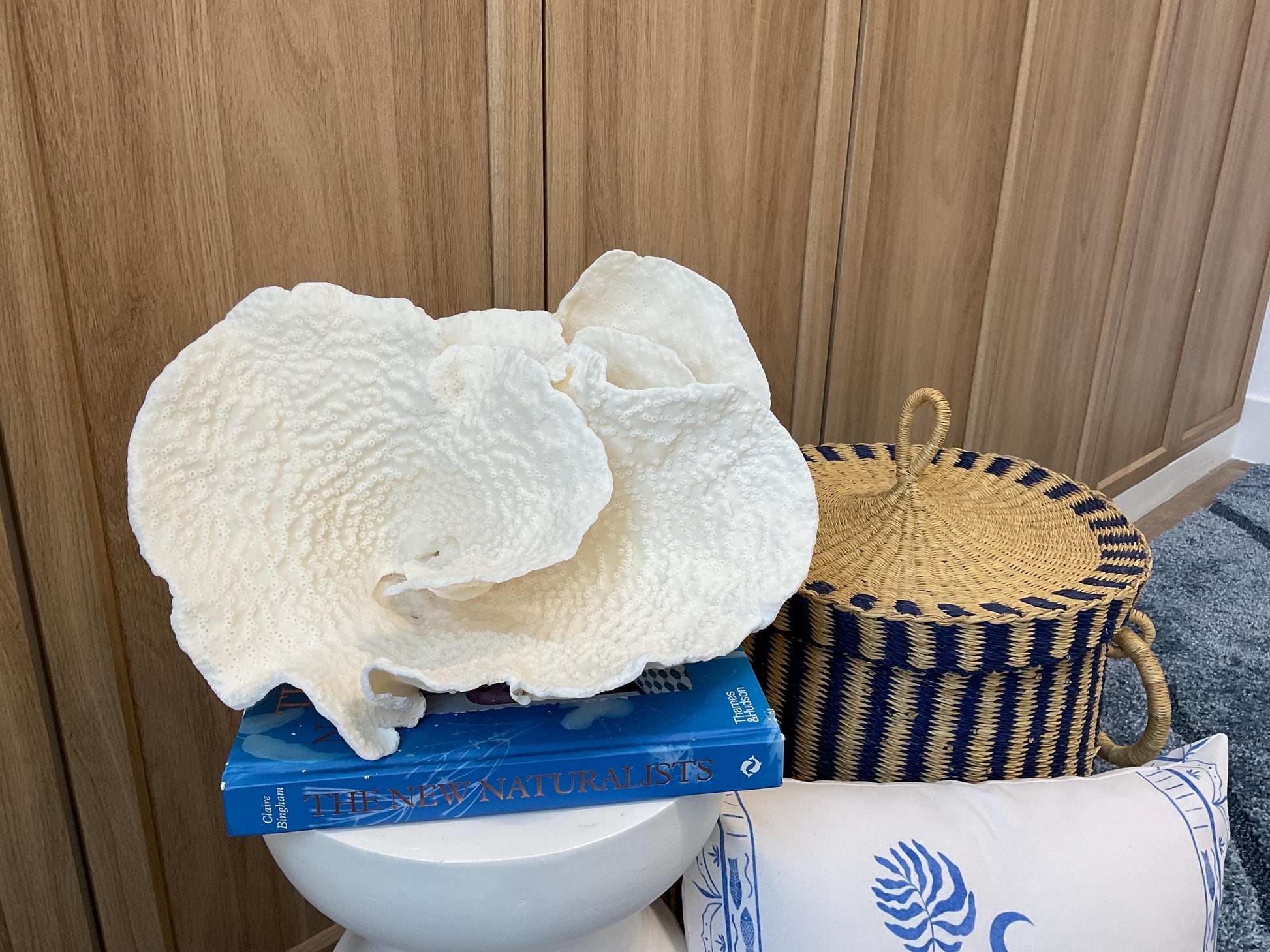 Natural Spiral Cup Coral Fossil: Coastal Beach House White Decor (13.5" x 10.5" x 6.5")