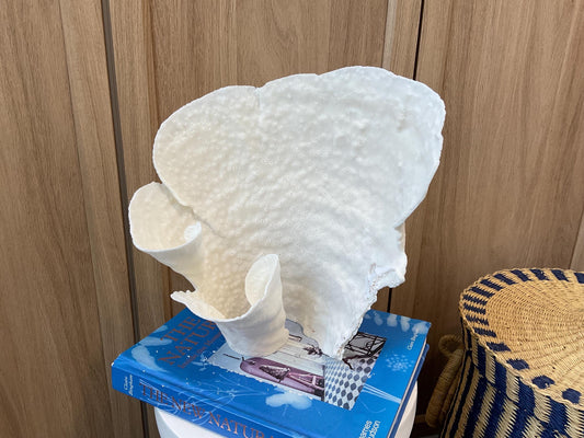 Natural Spiral Cup Coral Fossil: 10" x 7" x 10" Coastal Beach House White Décor