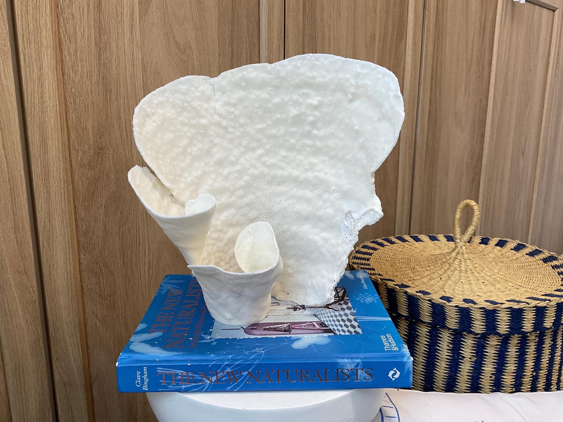 Natural Spiral Cup Coral Fossil: 10" x 7" x 10" Coastal Beach House White Décor