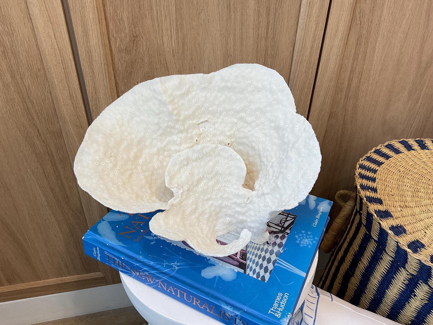 Natural Spiral Cup Coral Fossil: 11" x 8" x 7" Coastal Beach House White Décor