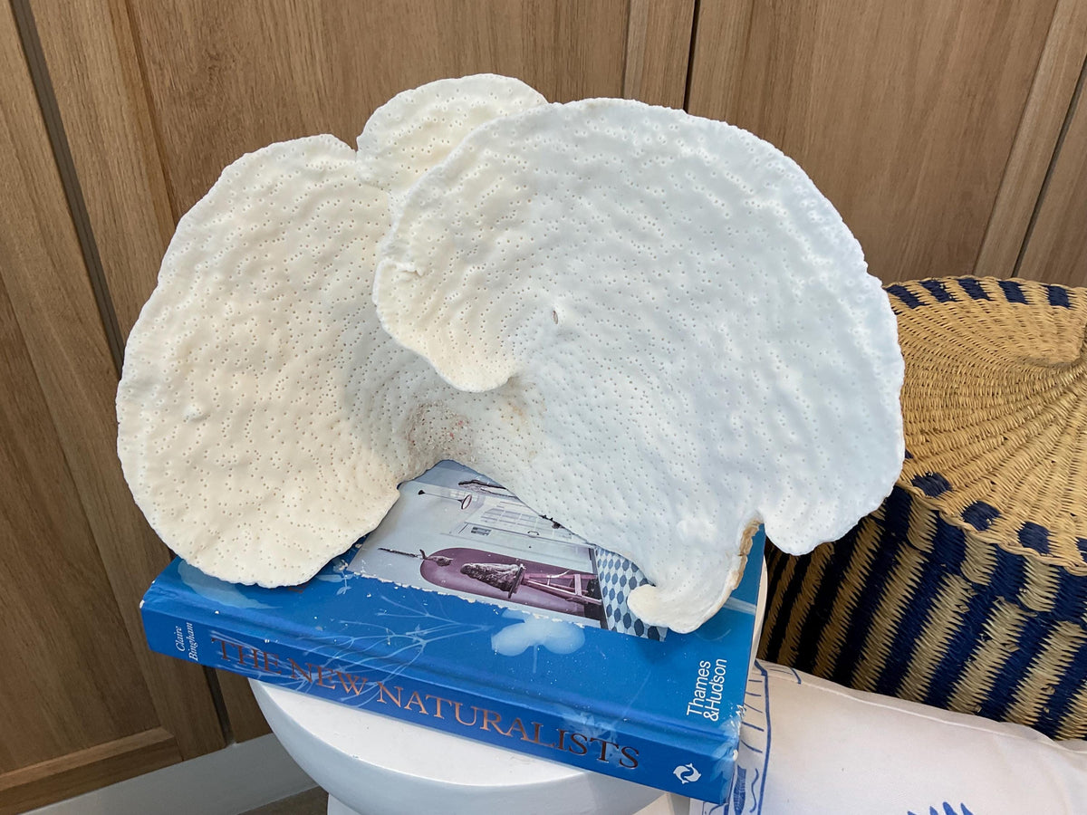 Natural Spiral Cup Coral Fossil: 12" x 6" x 8" Coastal Beach House White Décor