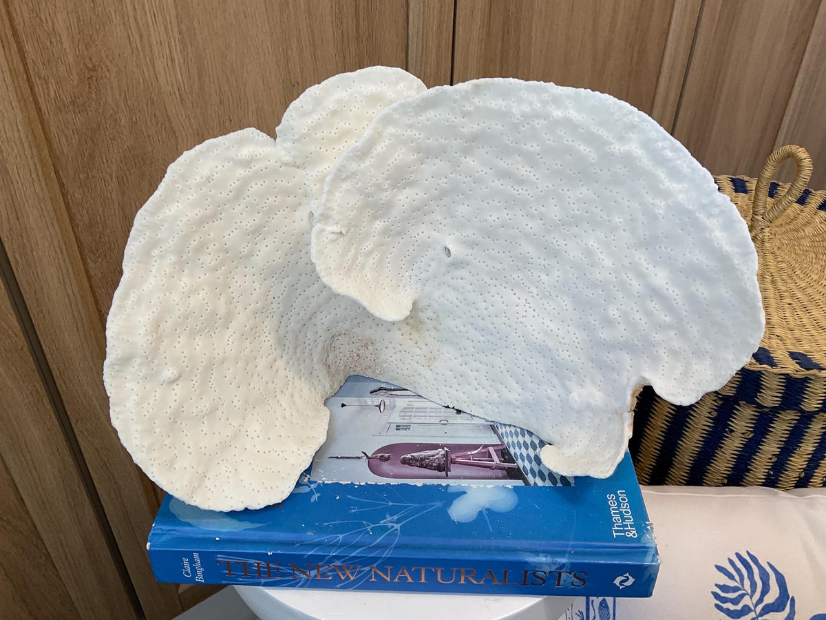Natural Spiral Cup Coral Fossil: 12" x 6" x 8" Coastal Beach House White Décor