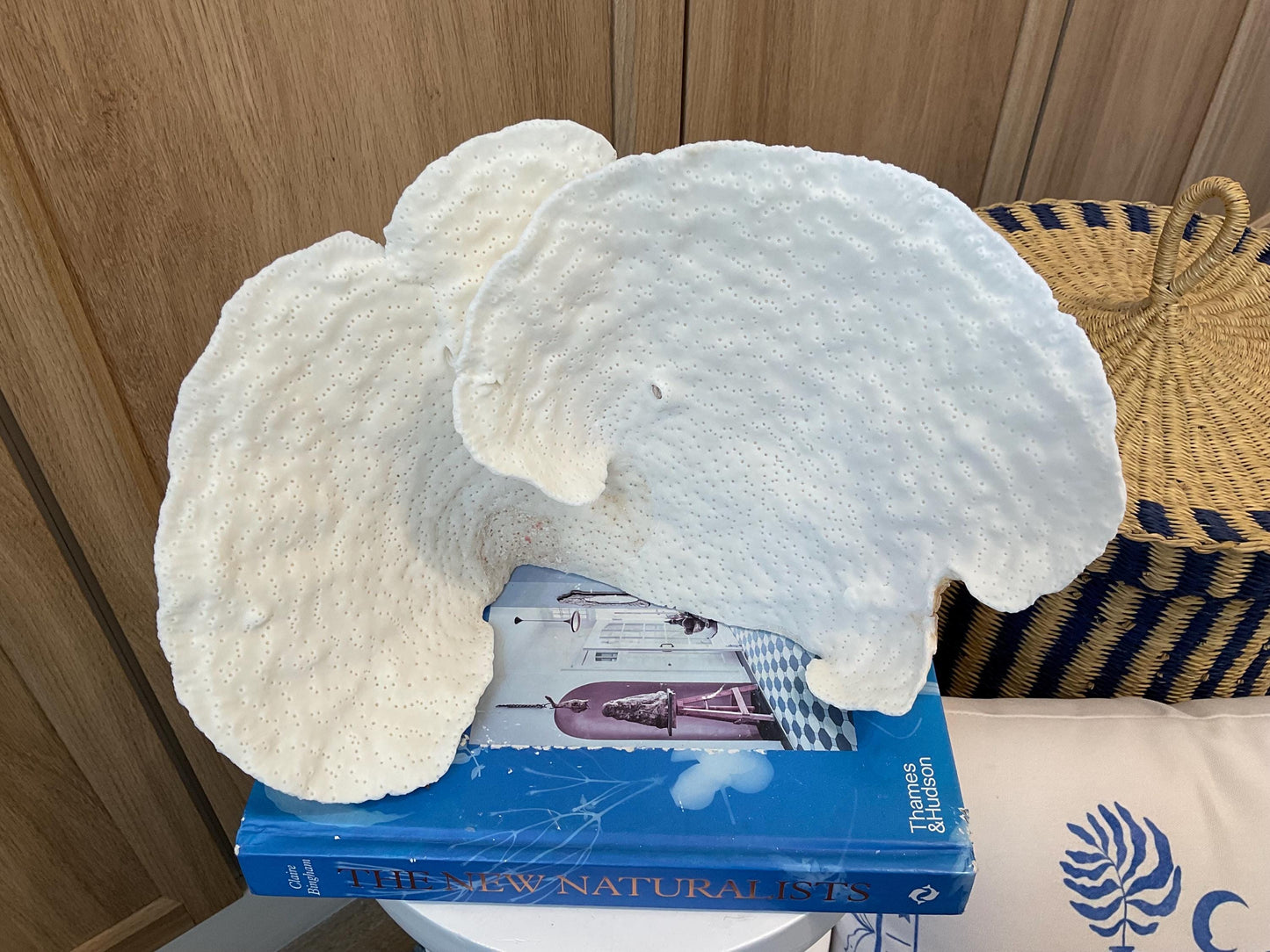 Natural Spiral Cup Coral Fossil: 12" x 6" x 8" Coastal Beach House White Décor
