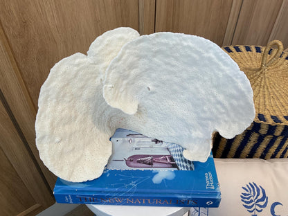 Natural Spiral Cup Coral Fossil: 12" x 6" x 8" Coastal Beach House White Décor