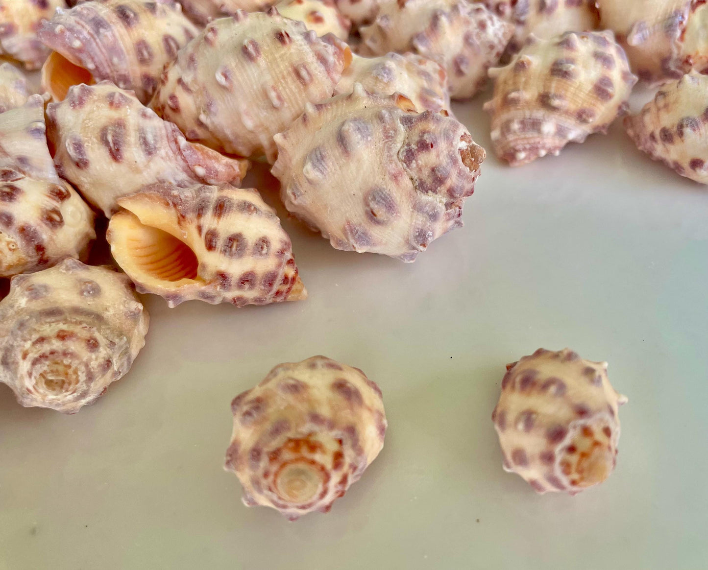 Orange Morum Drupa Shells: .5-1.5" *You Choose Quantity & Size* Spotted Small Craft Seashells