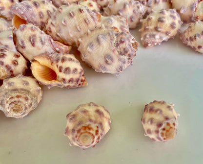 Orange Morum Drupa Shells: .5-1.5" *You Choose Quantity & Size* Spotted Small Craft Seashells