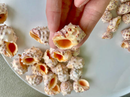 Orange Morum Drupa Shells: .5-1.5" *You Choose Quantity & Size* Spotted Small Craft Seashells